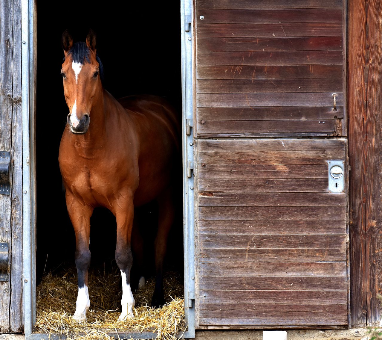 Horse in the Barn